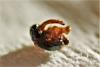 Eumerus ruficornis